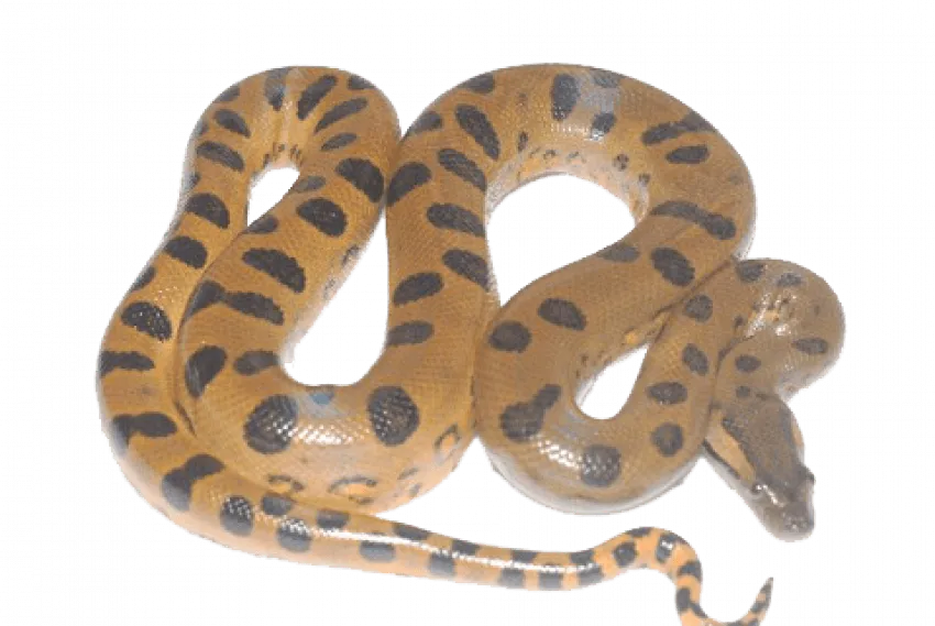 anaconda with hypnotic eyes, mesmerizing stare, hypnotism png